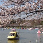 上野不忍池桜